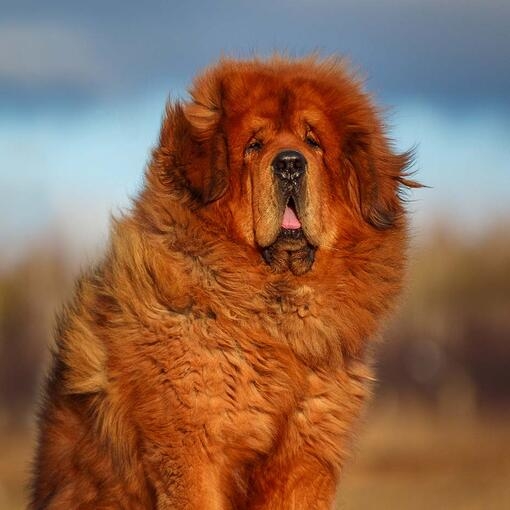 Tibetan Mastiff